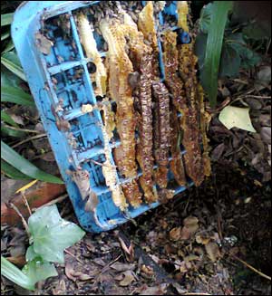 bees in a water meter