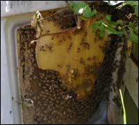 swarm in an electricity box