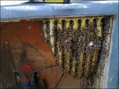 new hive in an electricity box