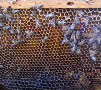 inside a hive