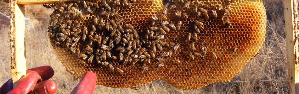 bee on a honeycomb