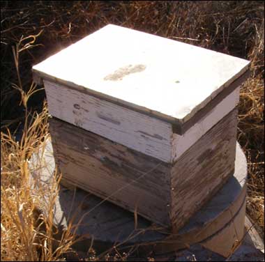 managed bee hive
